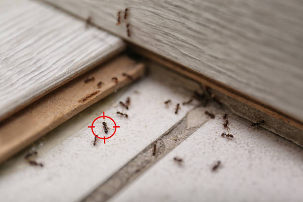Best Affordable Pest Control Services  in Lavaca, AR