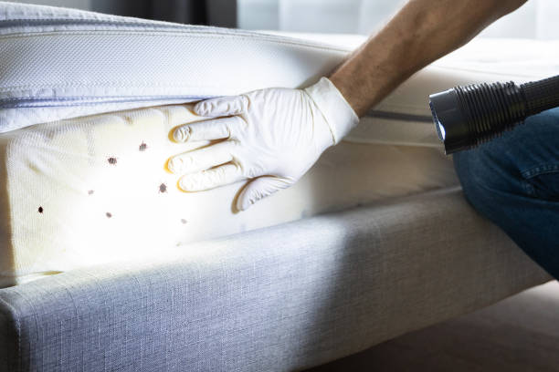 Best Wasp Removal Services  in Lavaca, AR