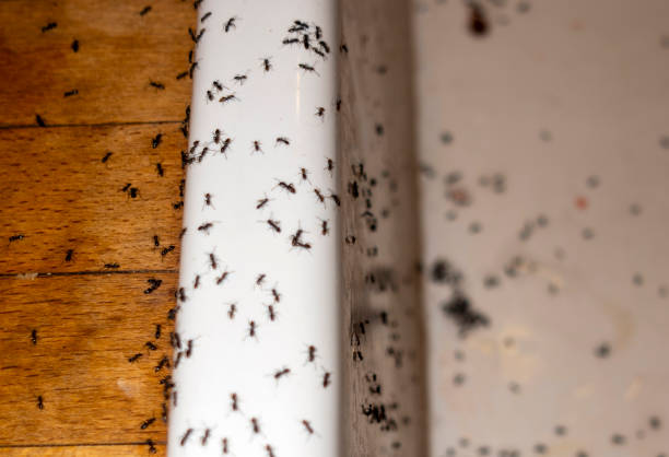 Best Best Pest Control Companies  in Lavaca, AR